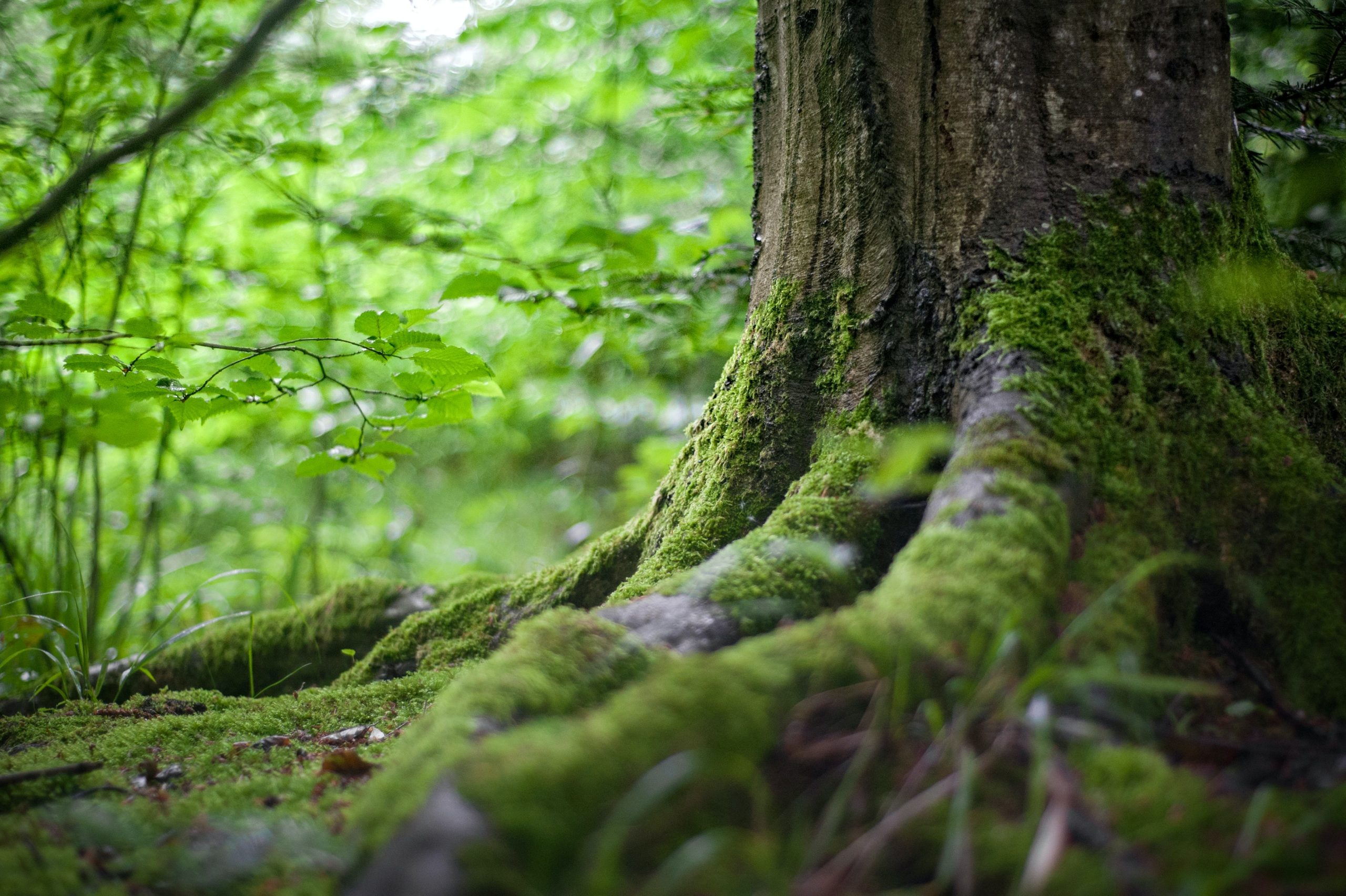 Close up on a moss covered tree trunk in a forest.